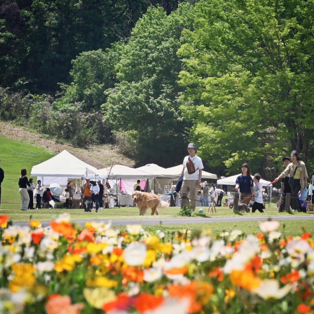 kigorou's tweet photo. 「botanicapicnico 13」最終日です。

今日は朝からいい天気🌞

ポピー畑を散策したら、ミツバチが花粉をいっぱい集めていました☺️

#botanicapicnico 
#コーヒーと日常 
#キッコロ 
#WOODWORKキッコロ https://t.co/sCSqo5YvYc