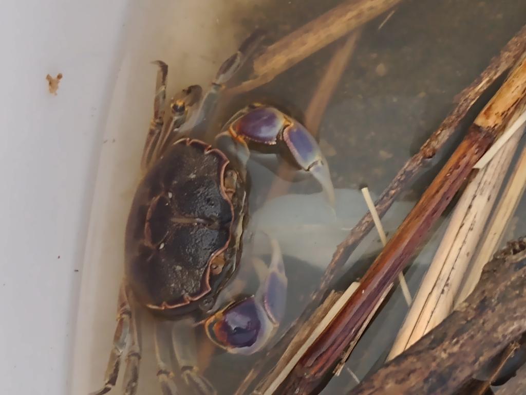 じゃこは食べなんだけどイカの切れ端放り込んだら食べとるがな