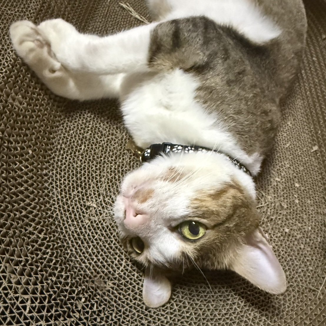 เจ๊ลี่ หาบ้านให้เจ้าธีโอ 🐱 tweet media