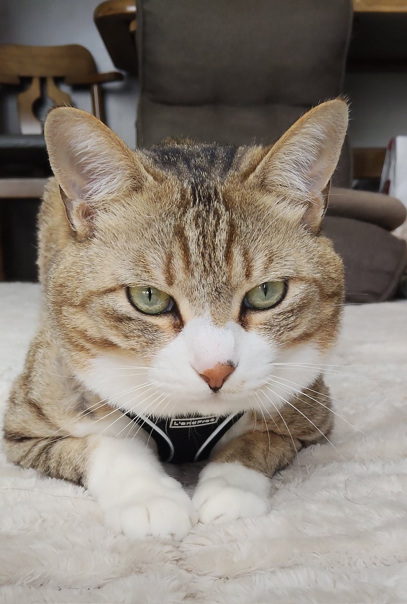 h810t's tweet photo. 黄金週間巨顔猫 https://t.co/9EuBsCffP0