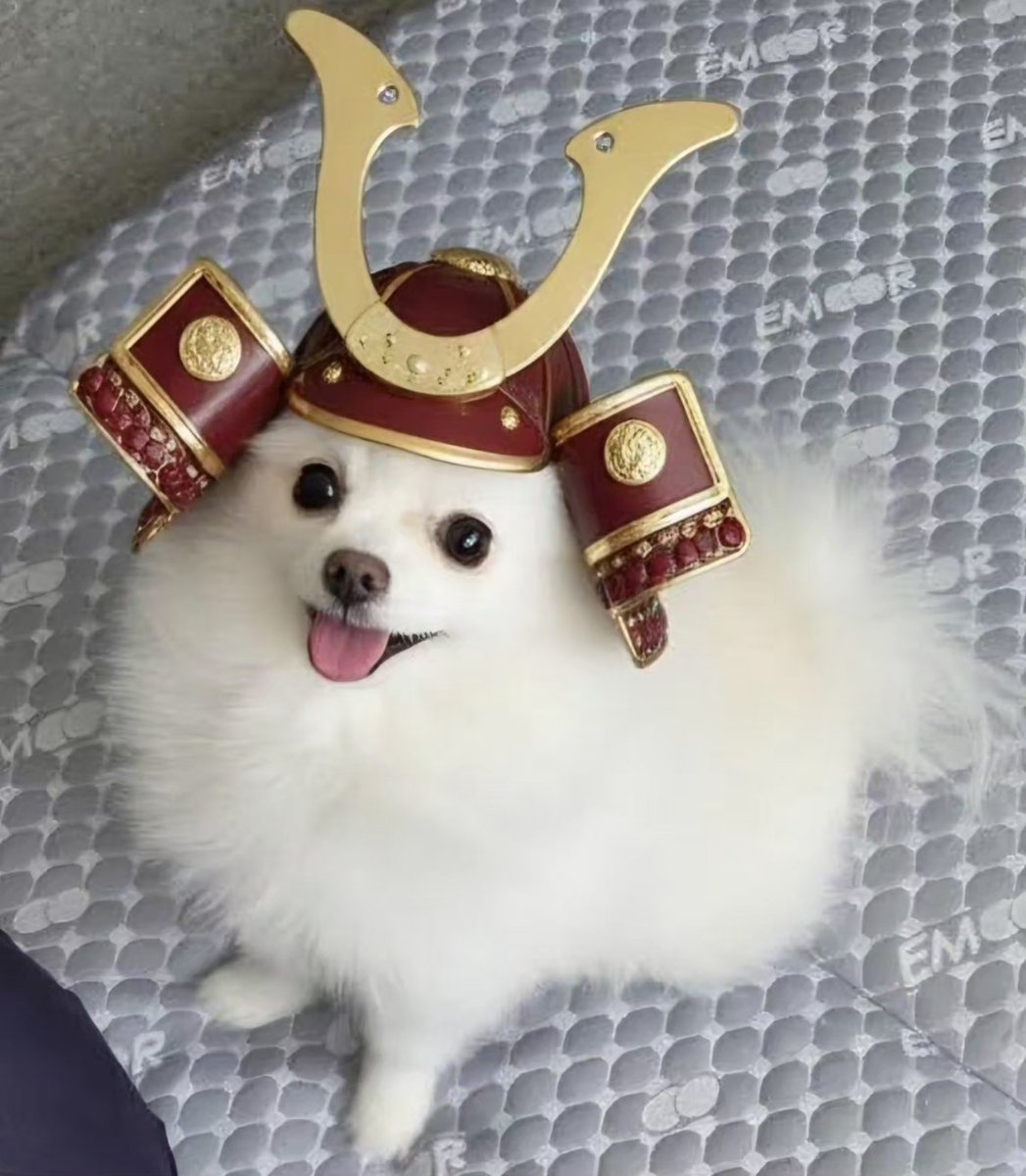 子どもの日なのでモコも変身