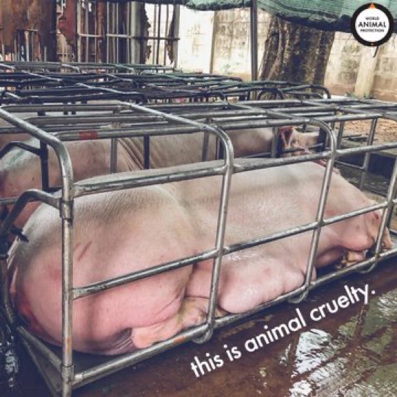 pdjmoo's tweet image. #FactoryFarms
🐷 3/4 of the world’s mother #pigs spend most of their lives in steel cages no bigger than a refrigerator, unable to turn around or move freely. 
They suffer at every stage of their lives.⠀
This is #AnimalCruelty. #NoFutureForFactoryFarming