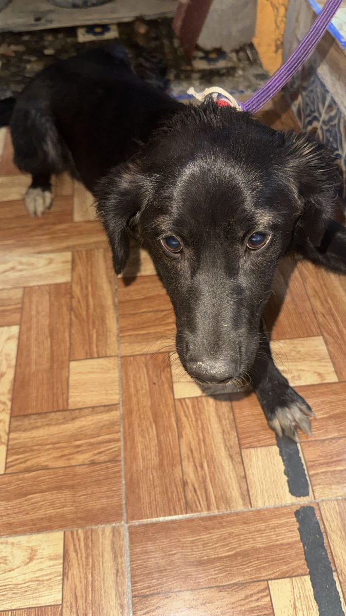 𝙷𝚎𝚕𝚊 𝙼𝚘𝚛𝚎 🐶 tweet media