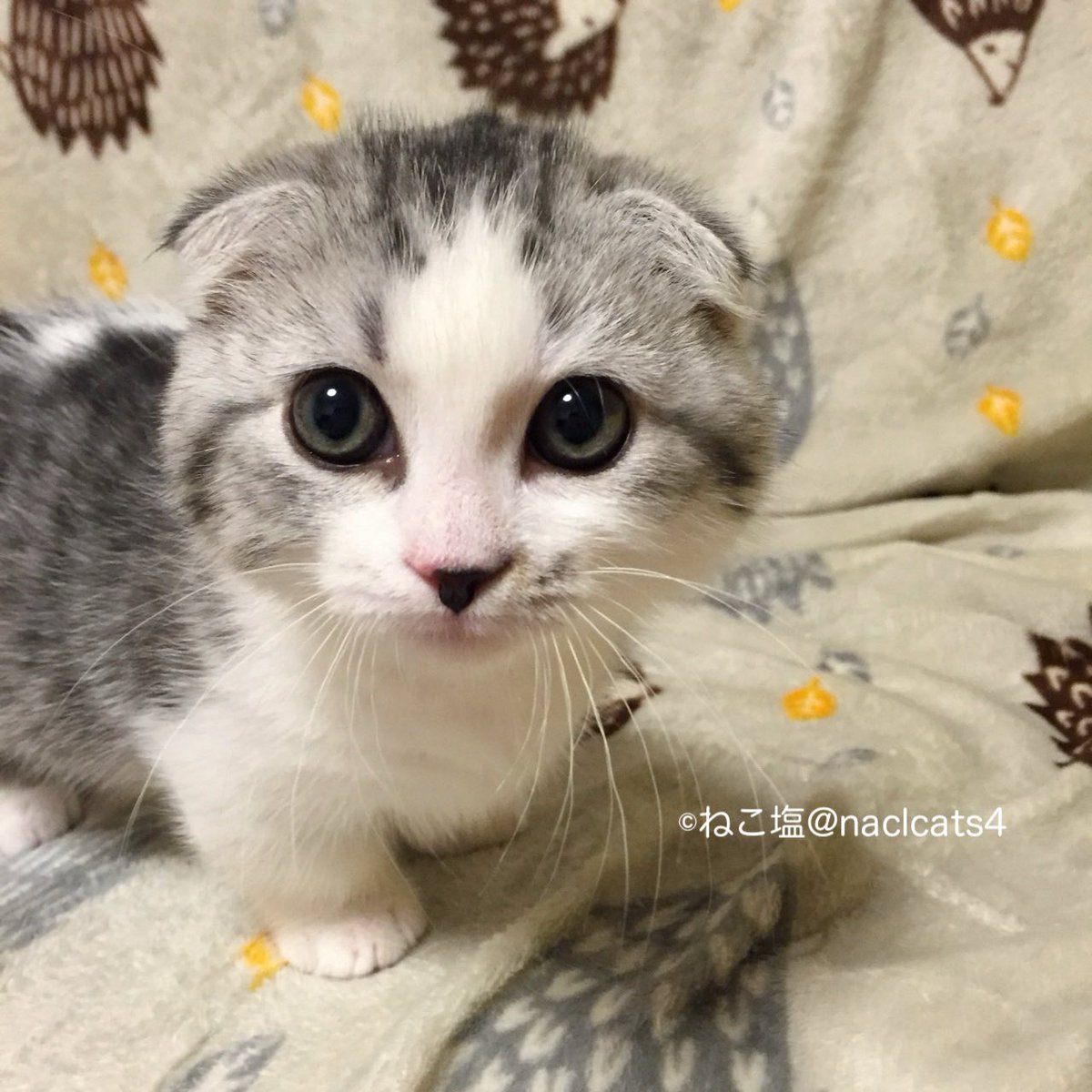 おこめさんとねこ塩家にゃんず。 tweet media