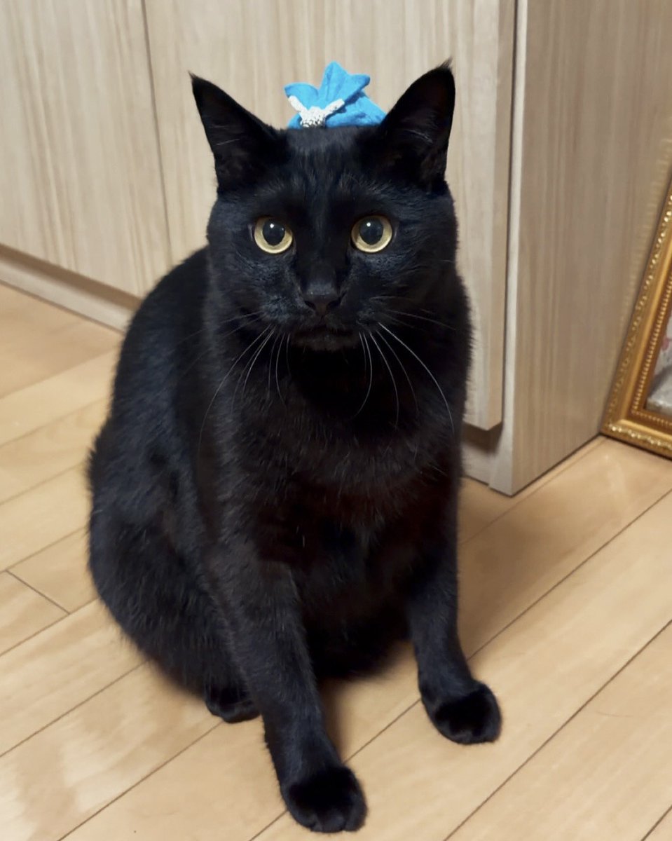 たくましい。

#こどもの日 #黒猫