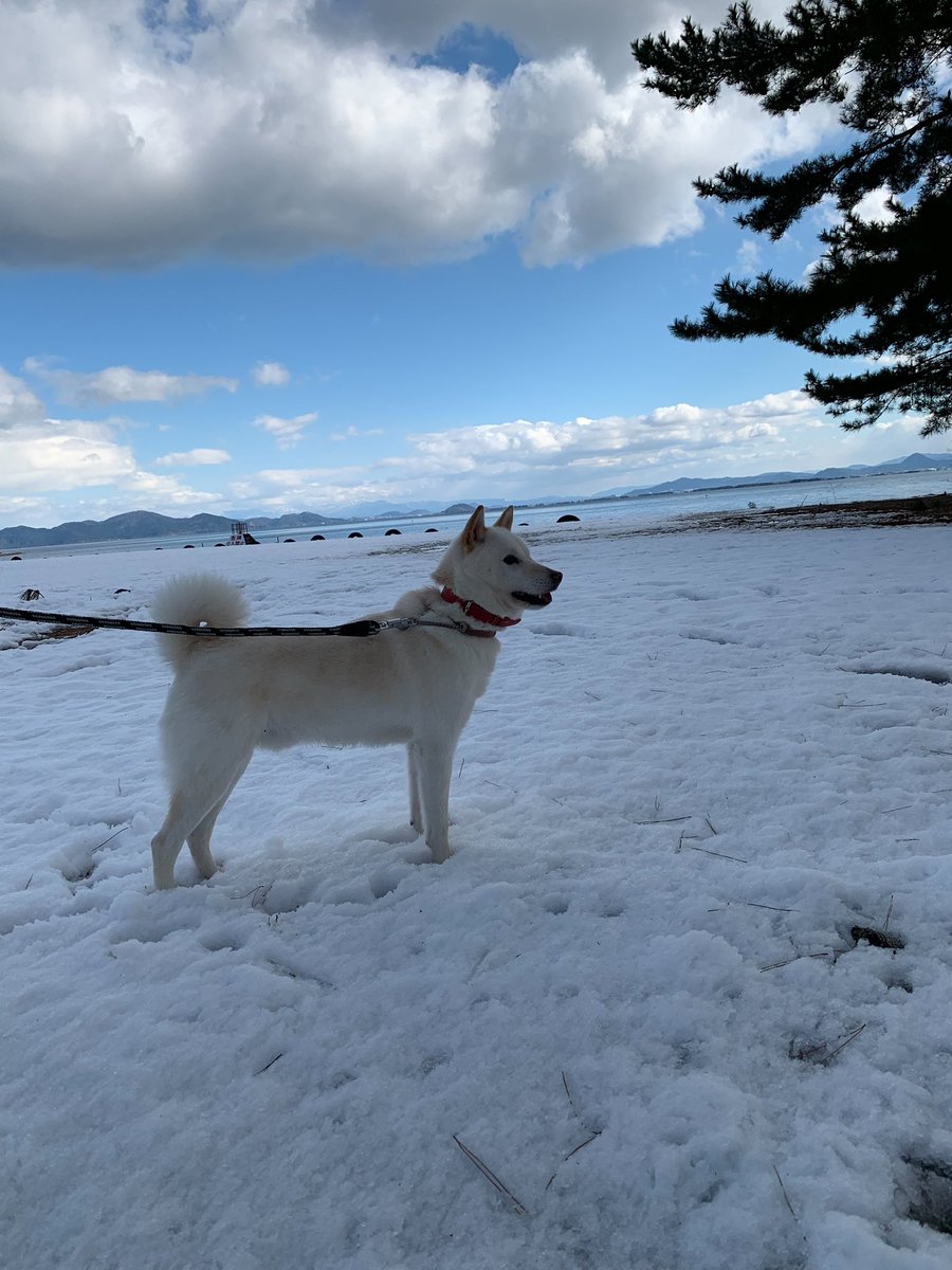 #さくらと借り物競争
雪