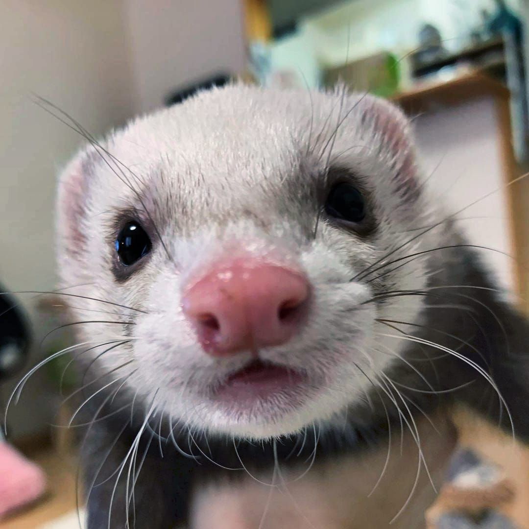 Ferret Every Hour tweet media