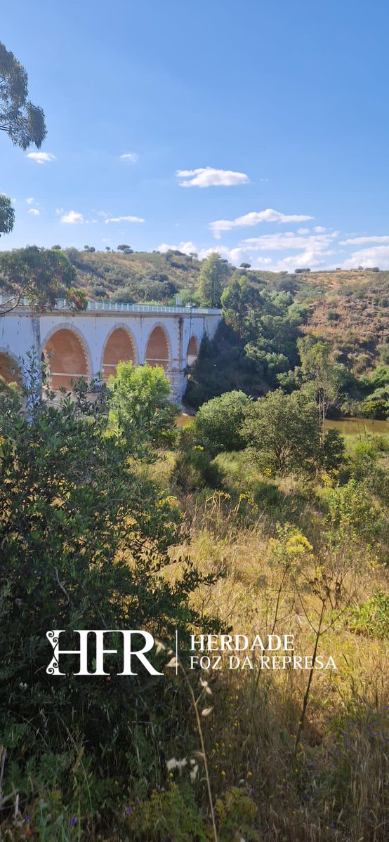 HerdadeFozdaRep's tweet image. Enjoy your afternoon walks

HerdadeFozDaRepresa.com 

#Mértola #Alentejo