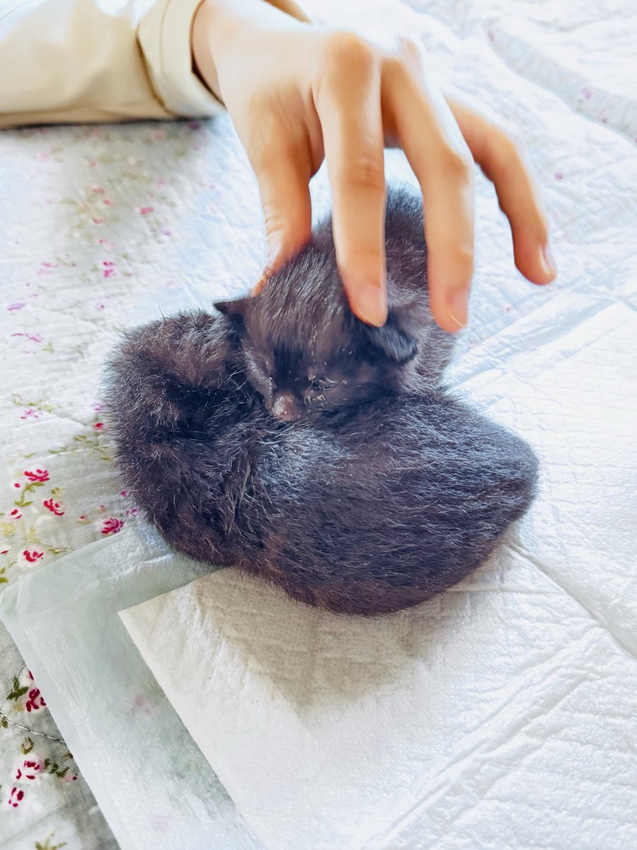 天野こずえ tweet media