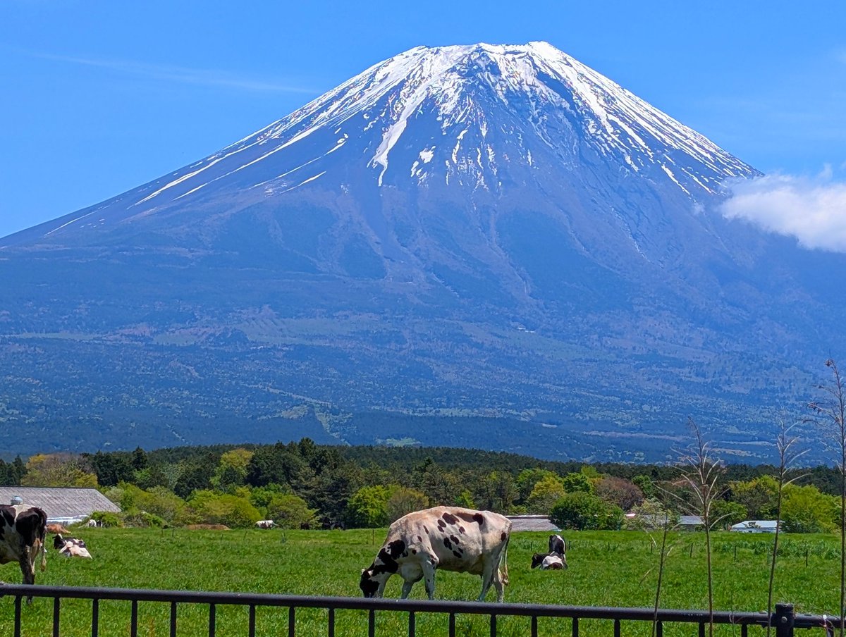 karigane39's tweet photo. 富士山と牛(◜◡◝) https://t.co/V6FxLuJWkT