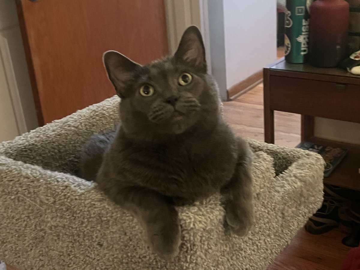 A Cat Named Bitches tweet media