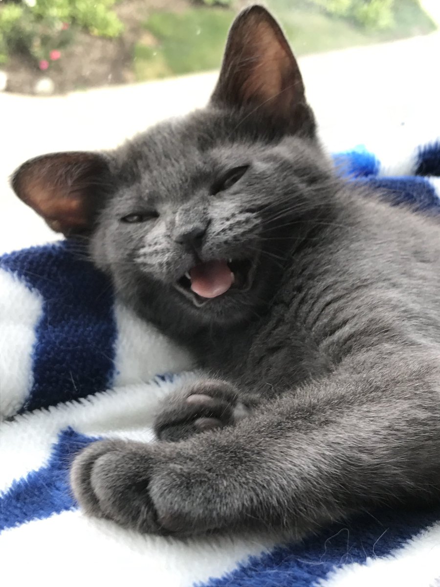 A Cat Named Bitches tweet media