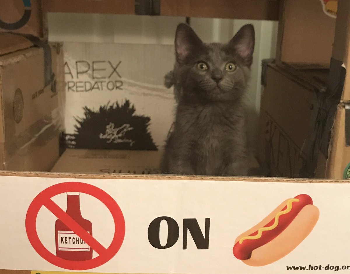 A Cat Named Bitches tweet media