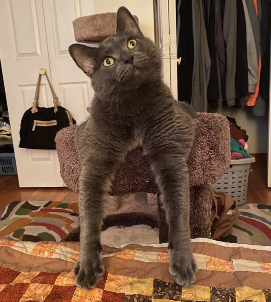A Cat Named Bitches tweet media