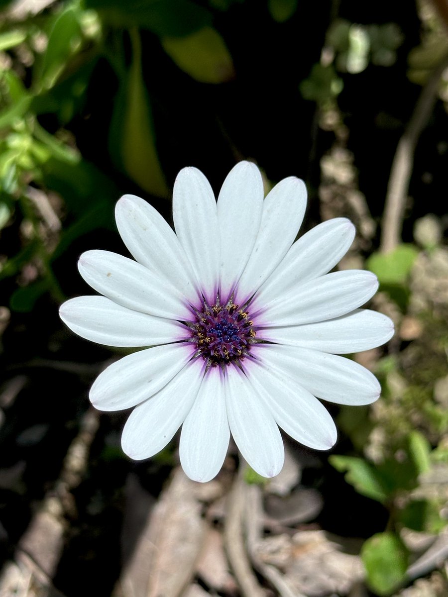 花〜白 白い花❁⃘*.ﾟ#植物#花#白中央の青