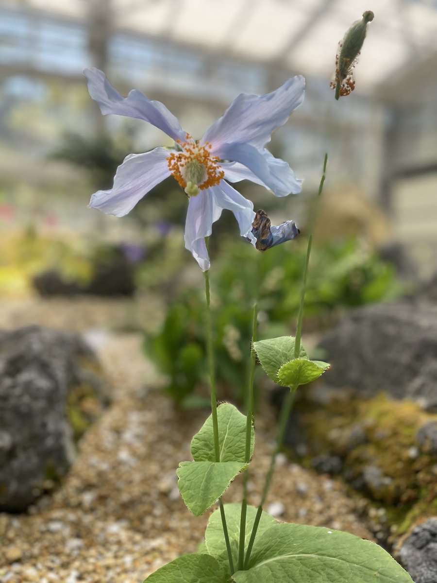 kanichan110's tweet photo. 京都府立植物園へ。園内は空の青さで緑や花々の色が映えていました。只今幻の青いケシの花が開花してます。 https://t.co/xKVFqfJLcB