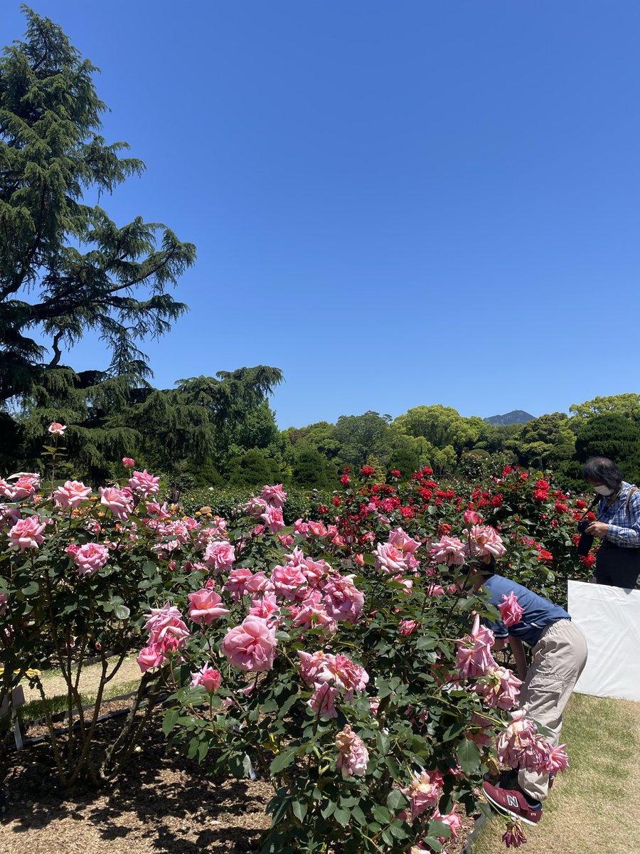 kanichan110's tweet photo. 京都府立植物園へ。園内は空の青さで緑や花々の色が映えていました。只今幻の青いケシの花が開花してます。 https://t.co/xKVFqfJLcB