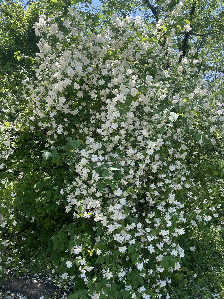 kanichan110's tweet photo. 京都府立植物園へ。園内は空の青さで緑や花々の色が映えていました。只今幻の青いケシの花が開花してます。 https://t.co/xKVFqfJLcB