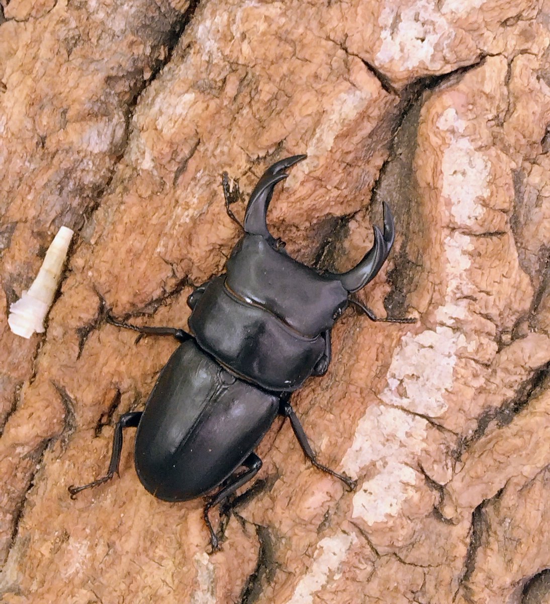 カブトクワガタ専門店 かぶとくわがたの基地 ユウタン tweet media