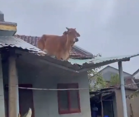 <a href="/cowincrisis/">cow</a> the audacity