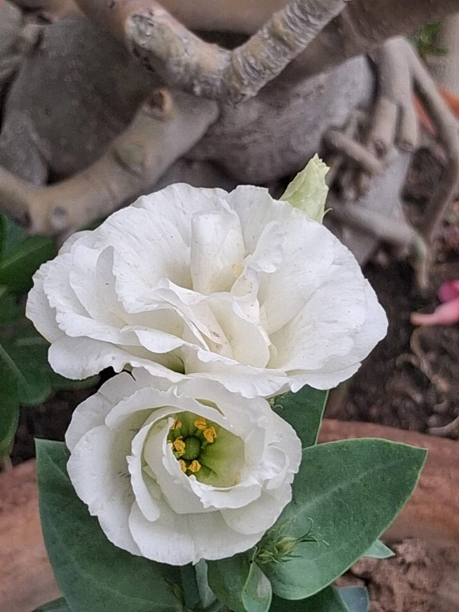 Narendr51543168's tweet image. Lisianthus flowers 
#plants #flowers #nature