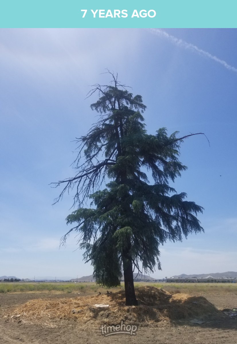 saunieindiego's tweet photo. This beautiful conifer sits alone on a large vacant lot in Hemet. I used to stop and hug it when we visited Diamond Valley Lake or grandma at her assisted living place. #TreeHugger #TreesMatter https://t.co/acgBjKp6zk