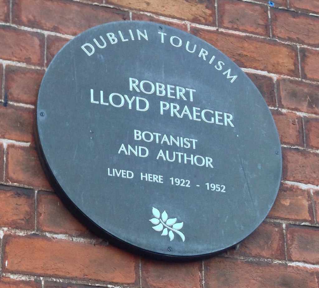 lorraineelizab6's tweet image. Robert Lloyd Praeger (25 Aug 1865 #Holywood #Down-5 May 1953 #Belfast). @The_RHS naturalist, writer &amp;amp; librarian @NLIreland!👨‍🎓 @sullivan_upper. 1st President @AnTaisce &amp;amp; Irish Mountaineering Club! President @RIAdawson! Organised Lambay Survey &amp;amp; Clare Island dib.ie/biography/prae…