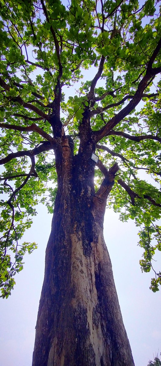 infotainmentod's tweet image. How could you not be hopeful if you got a tree around? Happy Treeday beautiful treepeople. 🌿🌳🌿

#Thicktrunktuesday 
#trees #nature #treepeople
#treeclub #treeday #treetime
