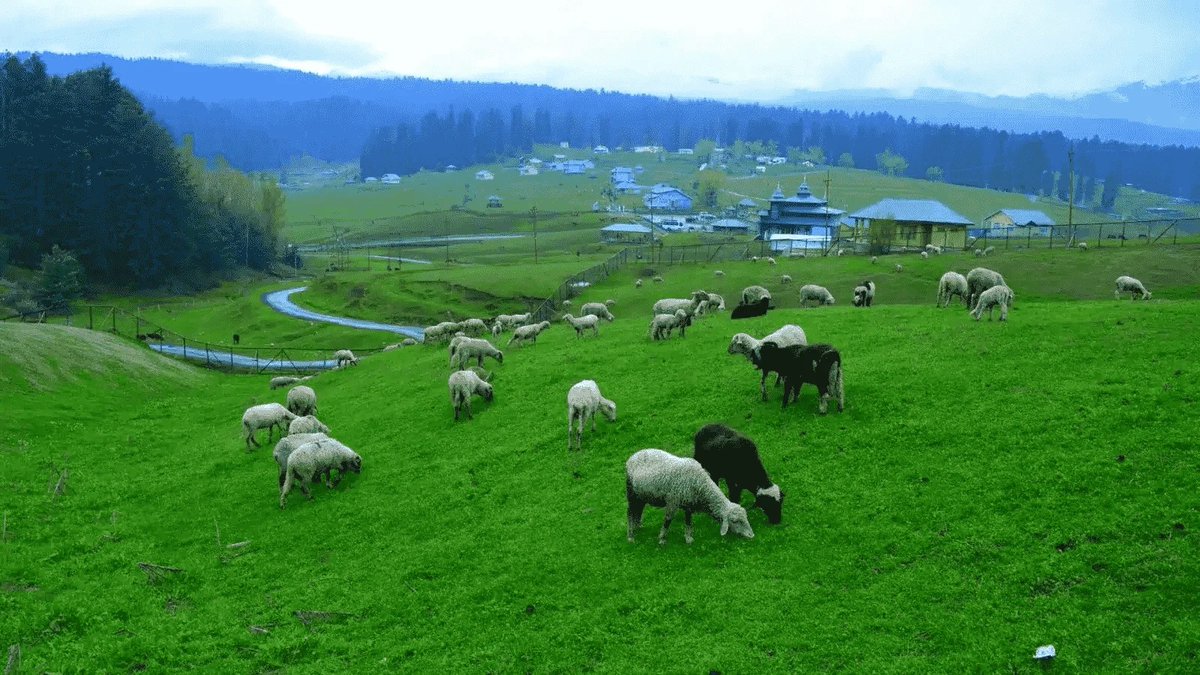 kupwarasentinel's tweet image. 🌄 The Paradise on Earth – Trehgam....Green hills, grazing sheep and endless calm

#Kashmir
#Tourism
#GreenValley