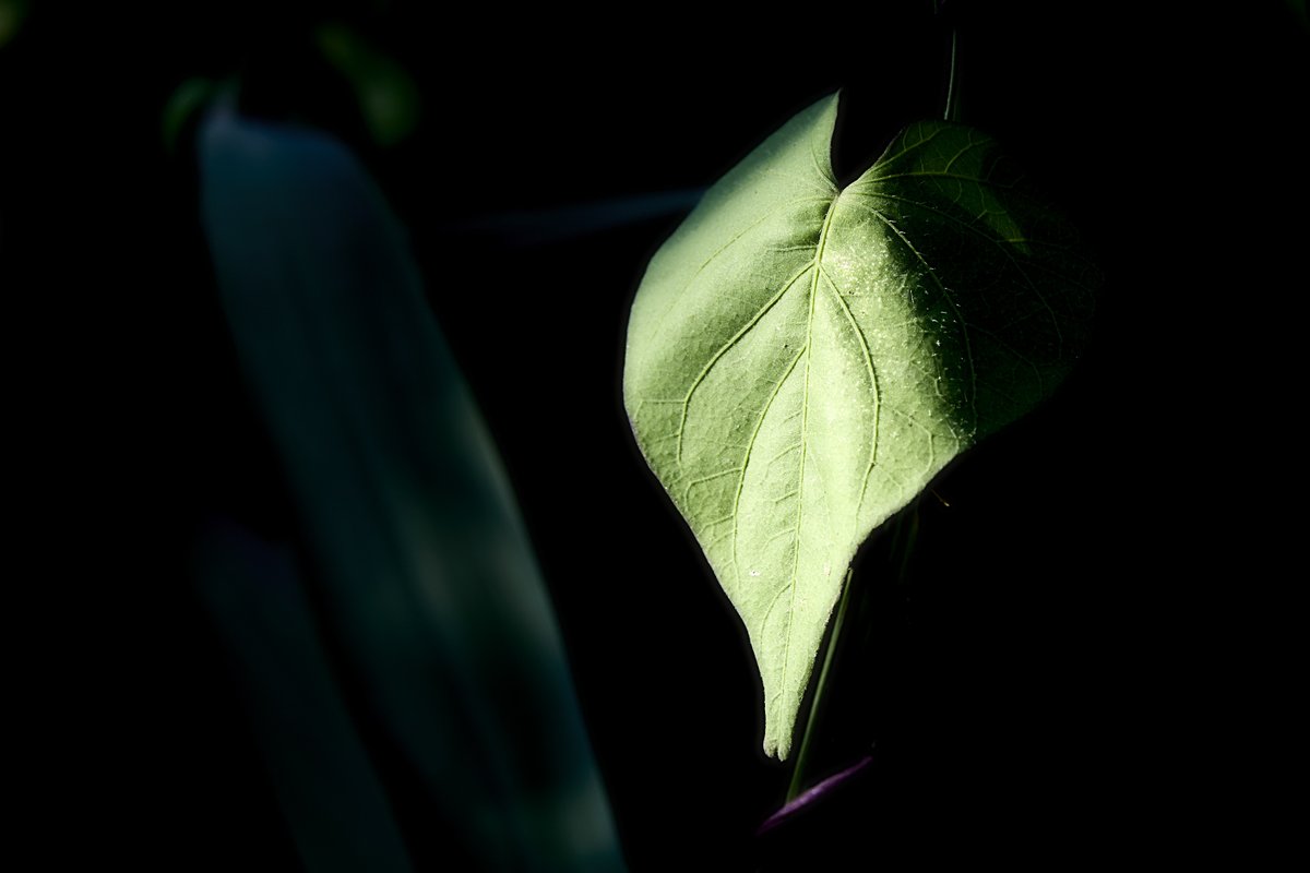 ino_0121's tweet image. #自然
#photo
#nature
#自然が好き
#photography
#キリトリセカイ
#写真の奏でる私の世界
#写真好きと繋がりたい
#写真好きな人と繋がりたい
#ファインダー越しの私の世界
#写真撮ってる人と繋がりたい
#カメラ好きな人と繋がりたい
#ファインダーは私のキャンバス