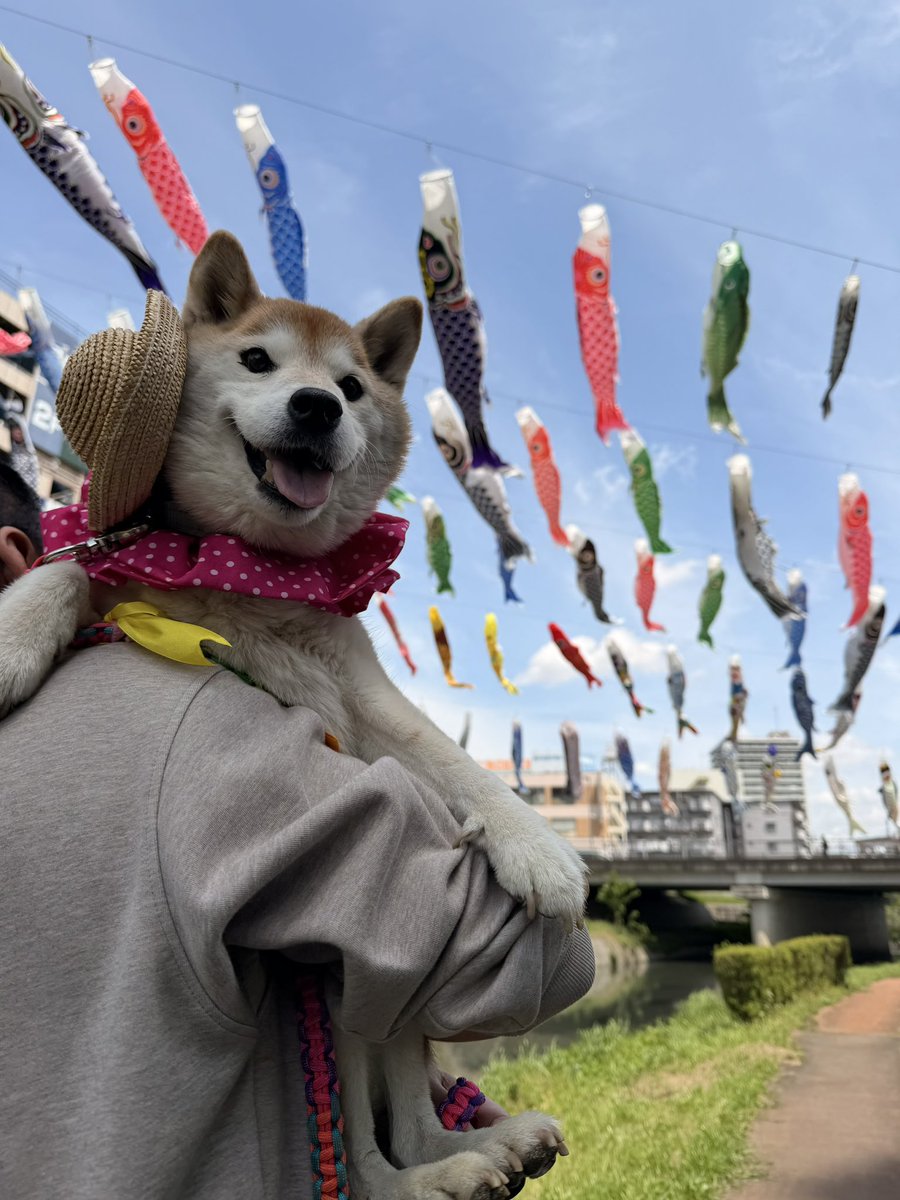 柴犬ハナ tweet media