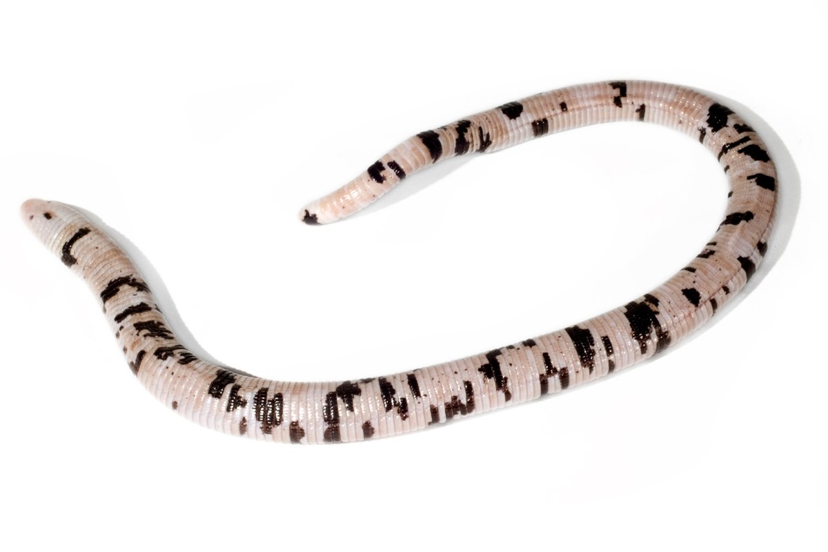 bioweb9's tweet photo. La especie del día. Amphisbaena bassleri se alimenta de hormigas, termitas y ciempiés. Para defenderse, confunde depredadores moviendo la cola como si fuera la cabeza, puede desprenderla una vez y morder con fuerza.

📸 Luis A. Coloma
🔗 https://t.co/ZSMlKdSHDm
#biodiversidad https://t.co/j9Ax4uaV2H