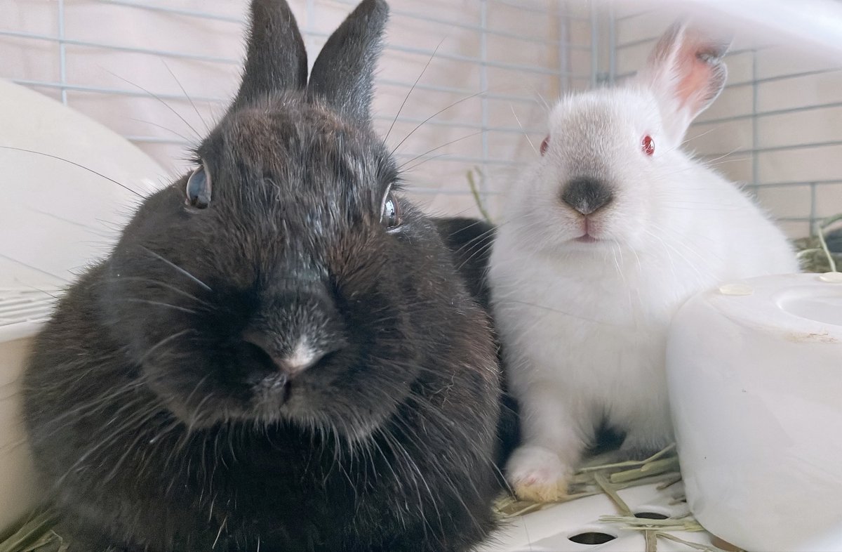 うさぎとひとの幸せを支える会🐰🐰@ペットショップではなく保護うさぎをお迎えしよう！ tweet media