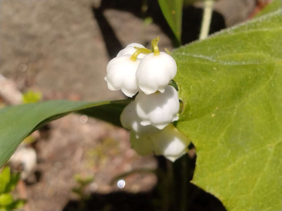 スズランも咲いたか。 まぁ毒草ですけど。 スズランも咲いたか。 まぁ毒草ですけど。