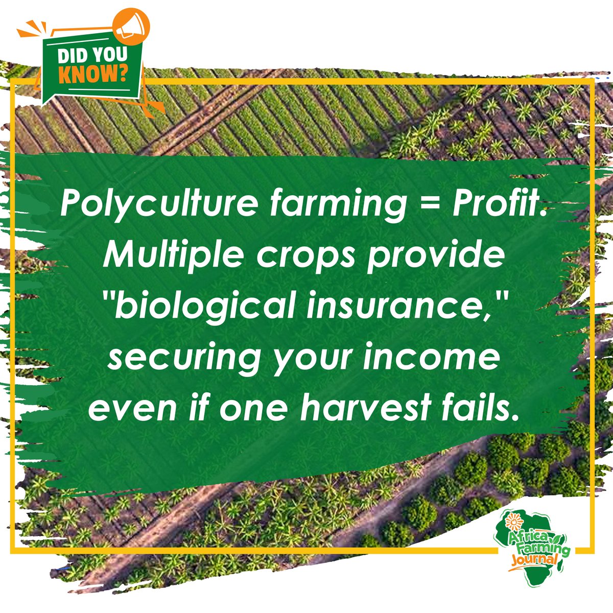 AfricaFarming_'s tweet image. Don't put all your seeds in one basket🧺

​Monoculture is a gamble; Polyculture is "Biological Insurance." Diversify crops to protect profits and secure your income. 

Smart farming is about risk management🌍✨

#Agribusiness #Polyculture #FoodSecurity #AfricaFarmingJournal