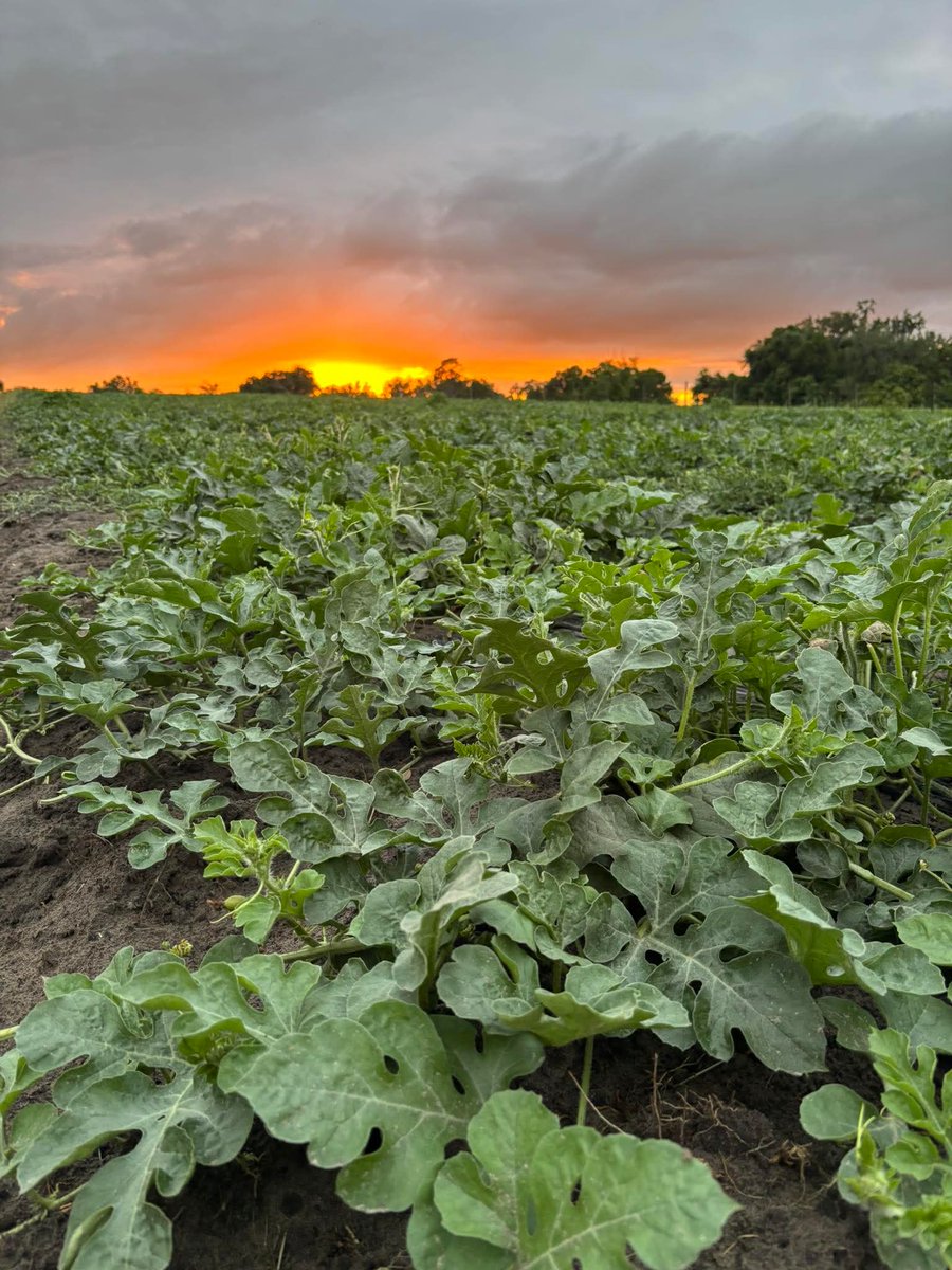 Farming Is The Business tweet media