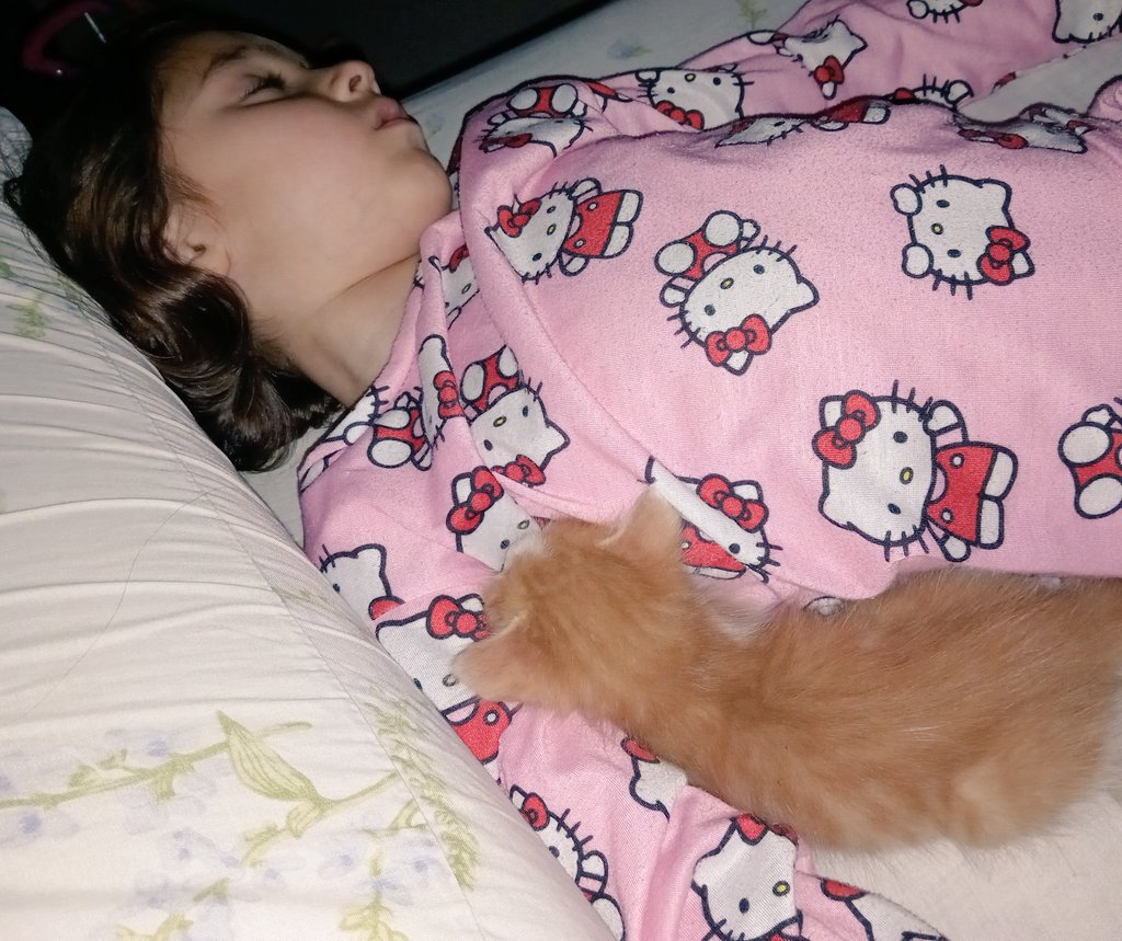 Somos 5 en casa🥰🥹✨️Bienvenido bebito gatito Ross.... era la pieza que nos faltaba y no sabiamos. Nos completo de felicidad la casa👩‍👧🐶🐶🐱❤️‍🩹🥹🫶🏼