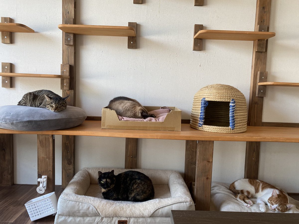 保護猫譲渡るーむ tweet media