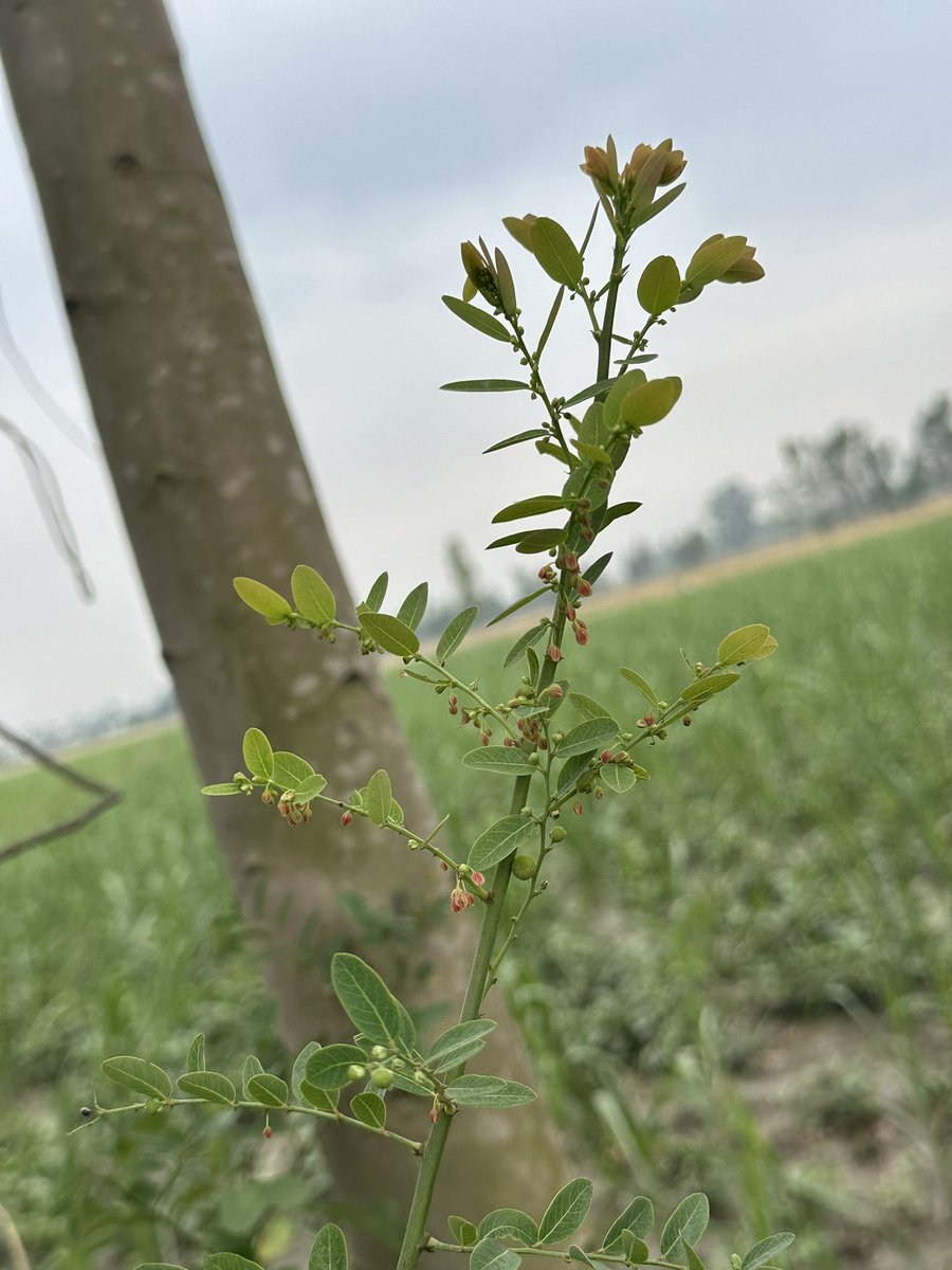 shababkhan41's tweet image. Kesi lagi photo 🫵🏻 #nature #photo #photographer @Nature @nature_org @EnvAgency @UNEP