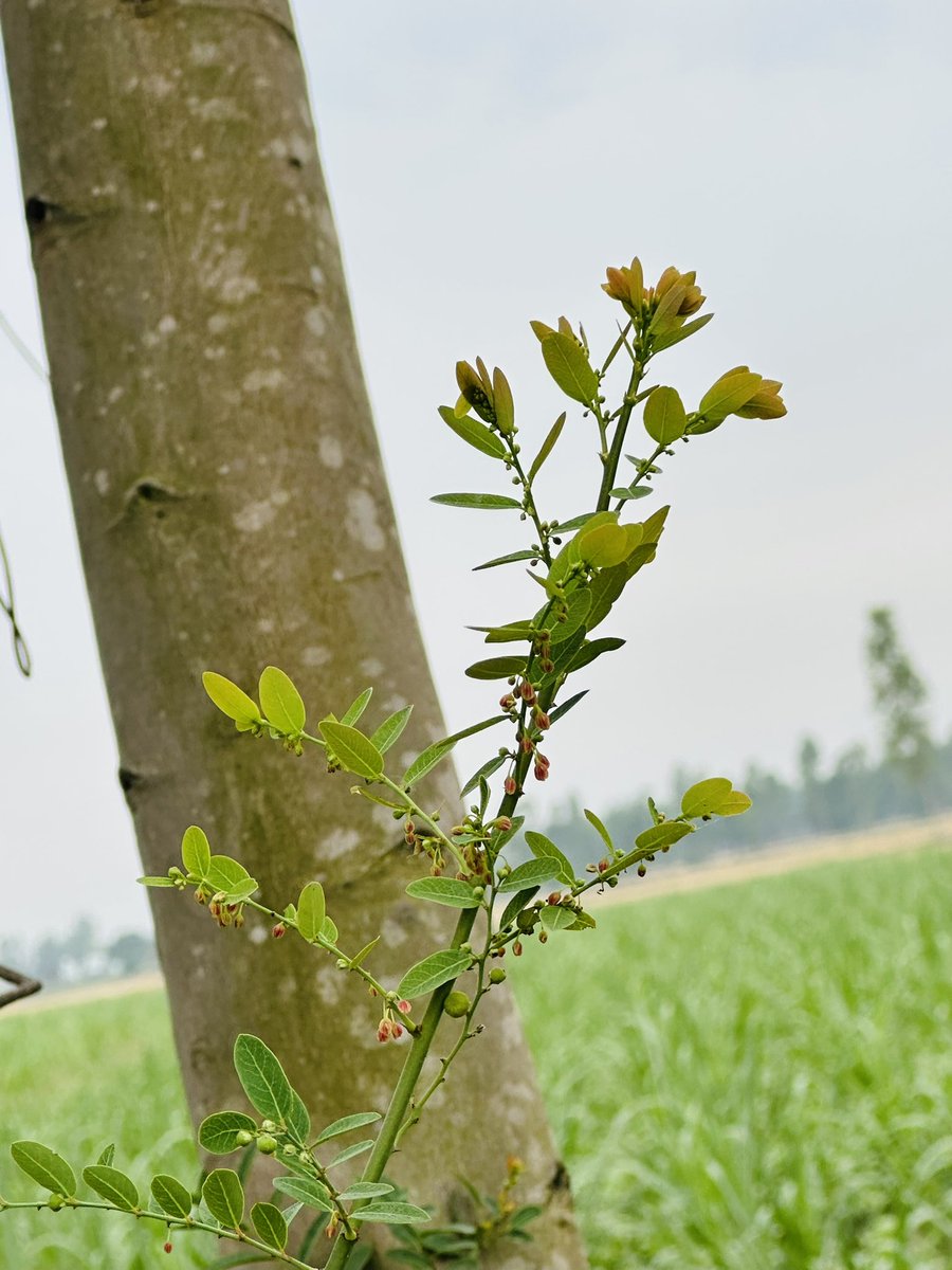 shababkhan41's tweet image. Kesi lagi photo 🫵🏻 #nature #photo #photographer @Nature @nature_org @EnvAgency @UNEP