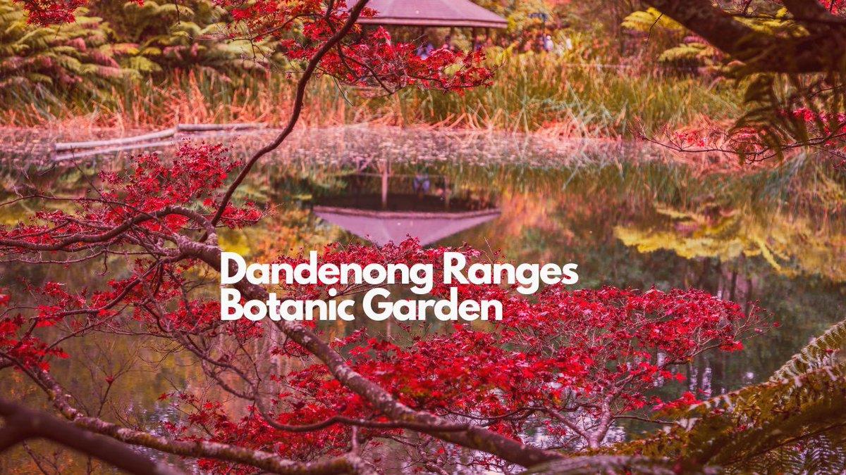 ewanarnolda's tweet image. Currently going live, showcasing photos and videos from Dandenong Ranges Botanical Gardens. Check it out youtube.com/live/wWUMNfIPv…

#photography #liveshow