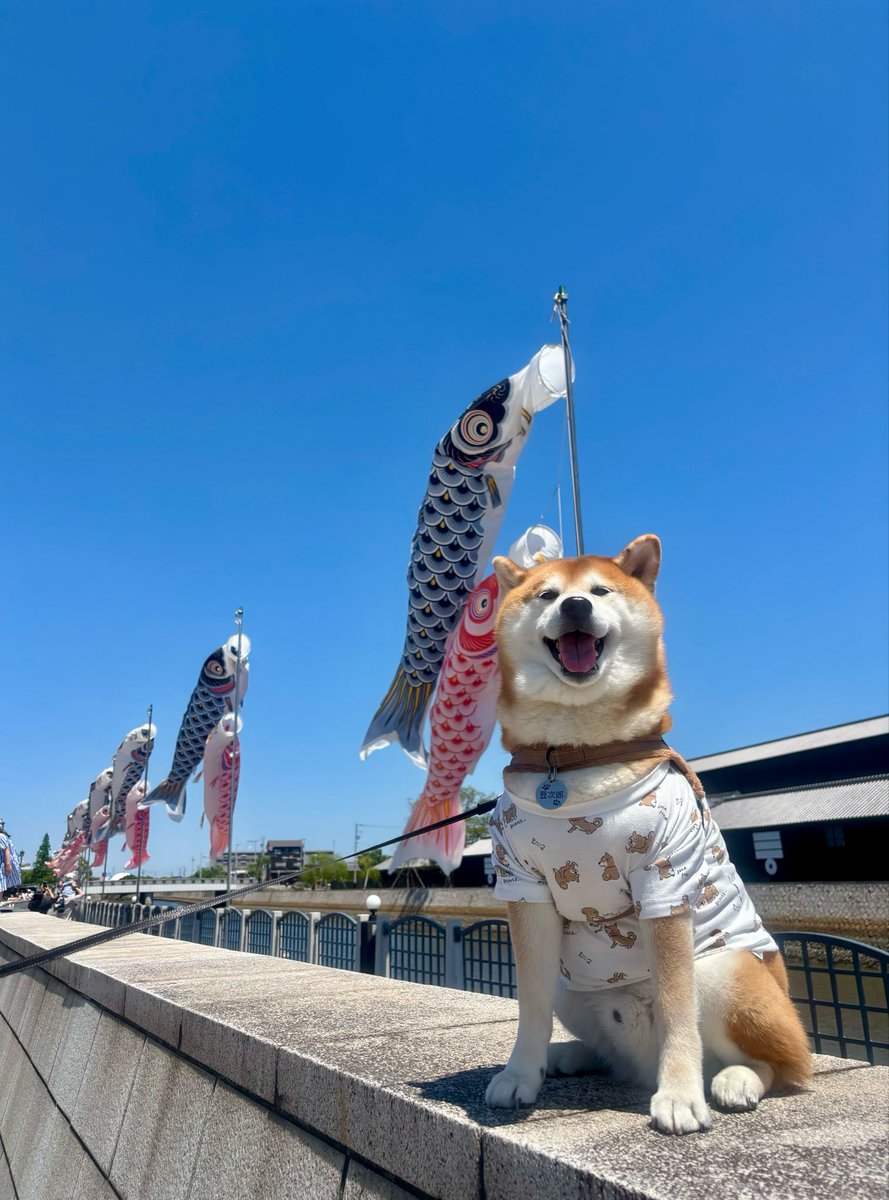しばわんこ tweet media