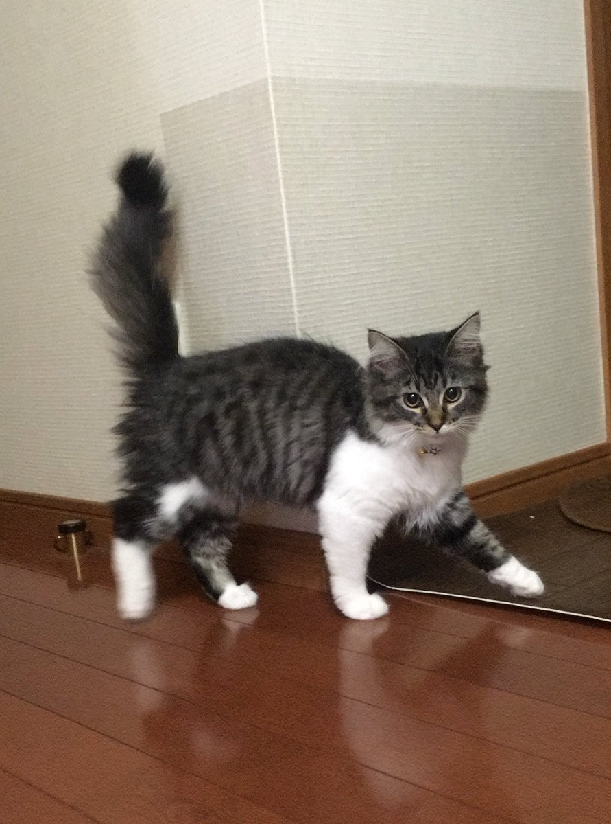 ナスチャ♀と カドック♂ tweet media