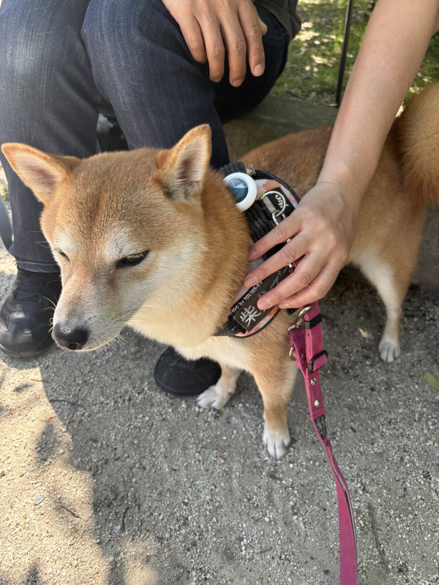 shiba_omochi's tweet image. GWなのに、パパが仕事に行ったので情緒不安定
#柴犬 #shiba #柴犬が好きすぎるで使っていいよ #今日のおもち