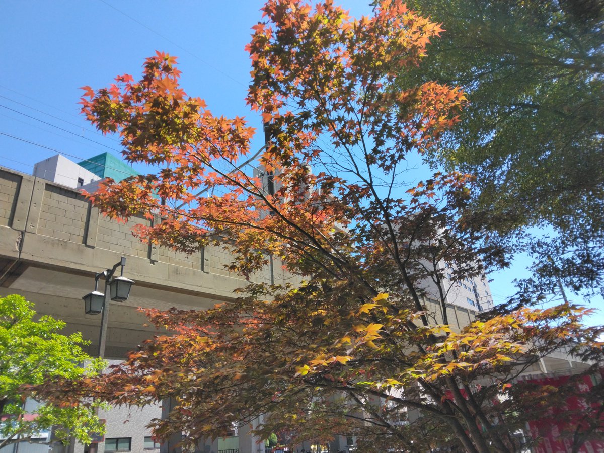 コペ tweet media