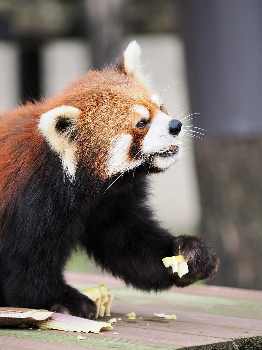 秋田市大森山動物園 tweet media