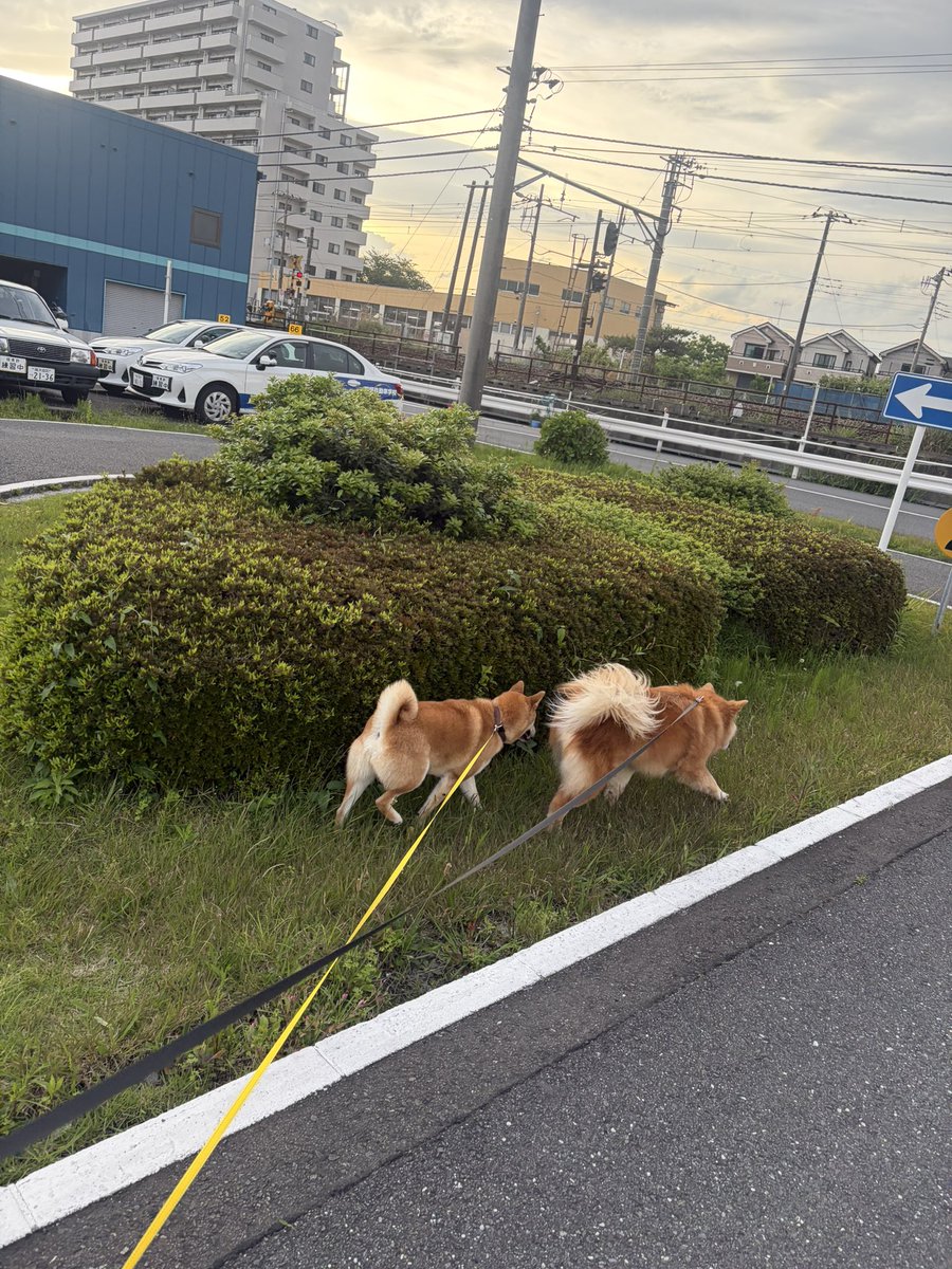 鴨居自動車学校ラッキー★ドローンやってます tweet media