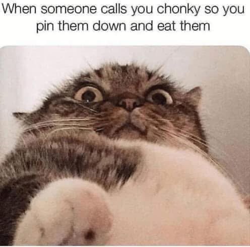 Pablo Memescobar 🐈 tweet media