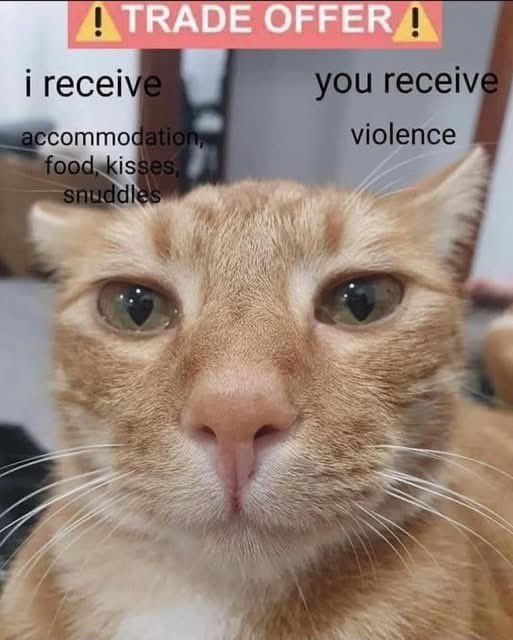 Pablo Memescobar 🐈 tweet media