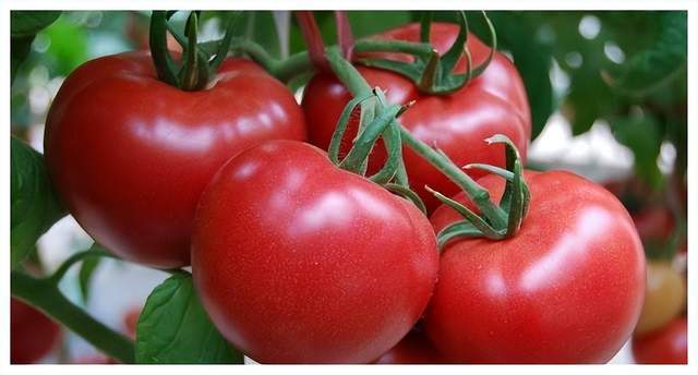 yana_dp's tweet image. Tried the organic cherry tomatoes from GreenHarvest! Bursting with sweet-tart flavor, firm texture, no blemishes—perfect for salads or snacking. 10/10, will repurchase!  #OrganicProduce #TomatoTest